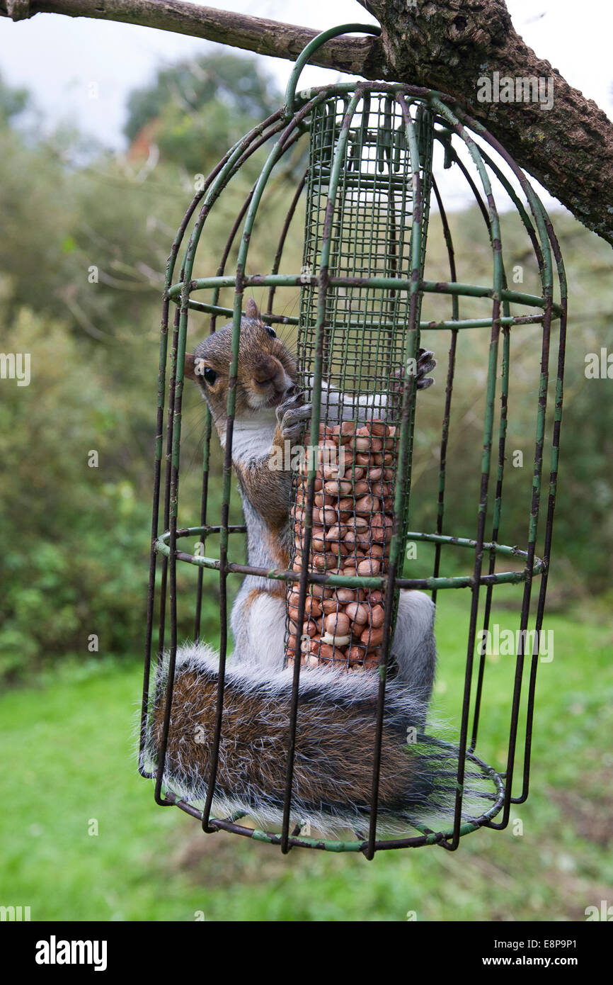 Proof Bird Feeder Stock Photos Proof Bird Feeder Stock Images