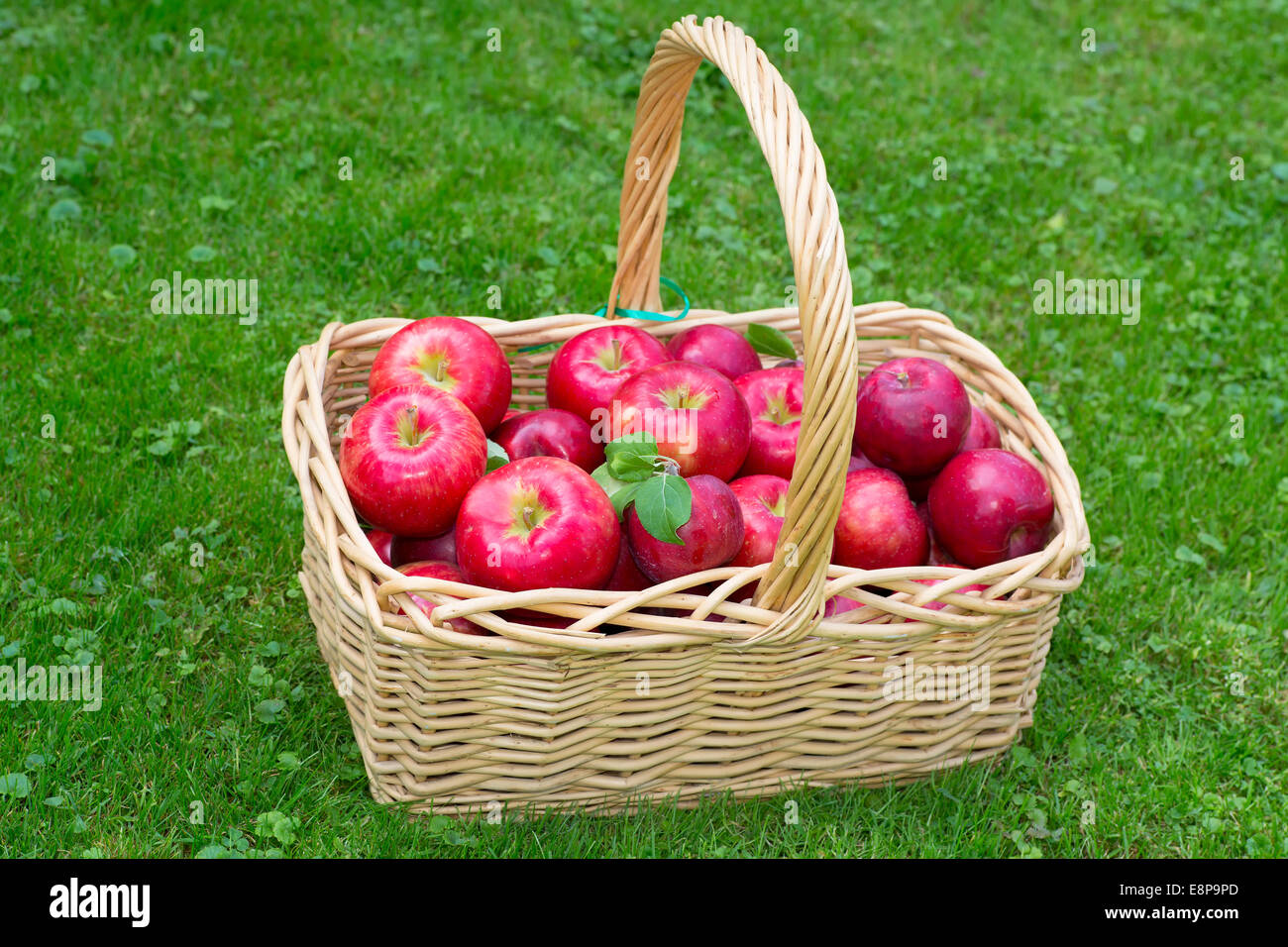 Wicker basket full of red ripe Honeycrisp apples Stock Photo Alamy