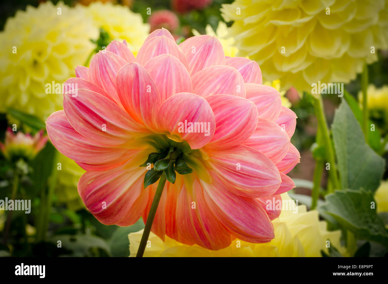 Dahlias flower flowers petal hires stock photography and images Alamy