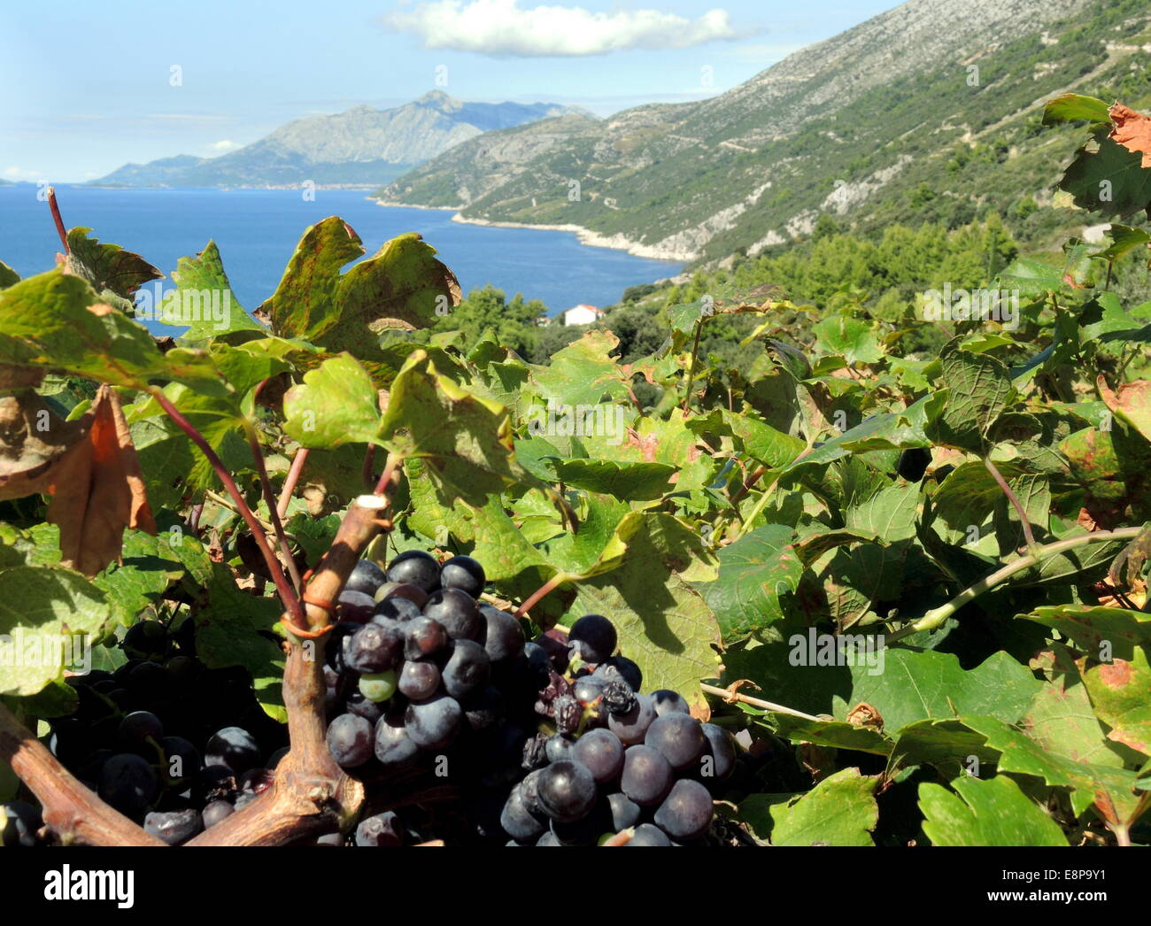 Winegrowing district of Dingac on Peljesac Peninsula in Croatia. The
