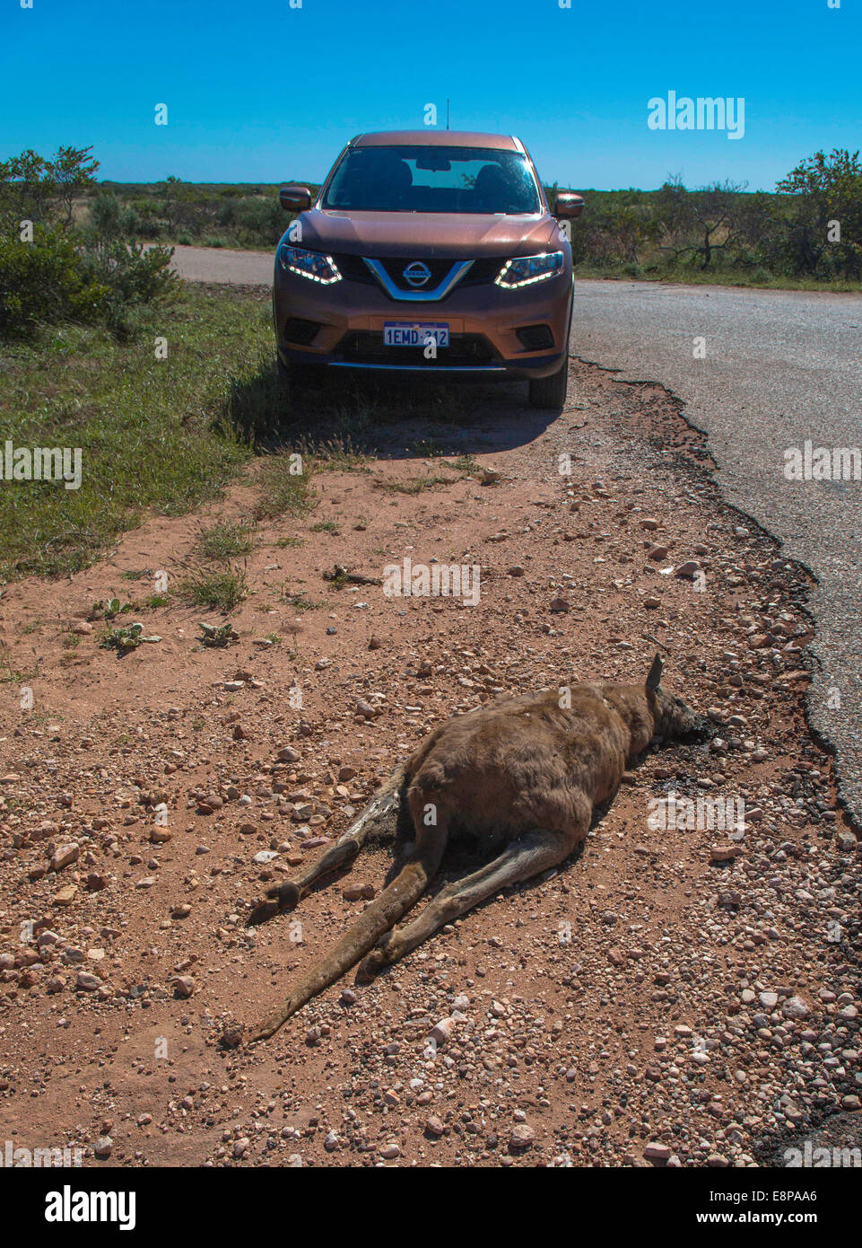 Kangaroo road-kill Stock Photo