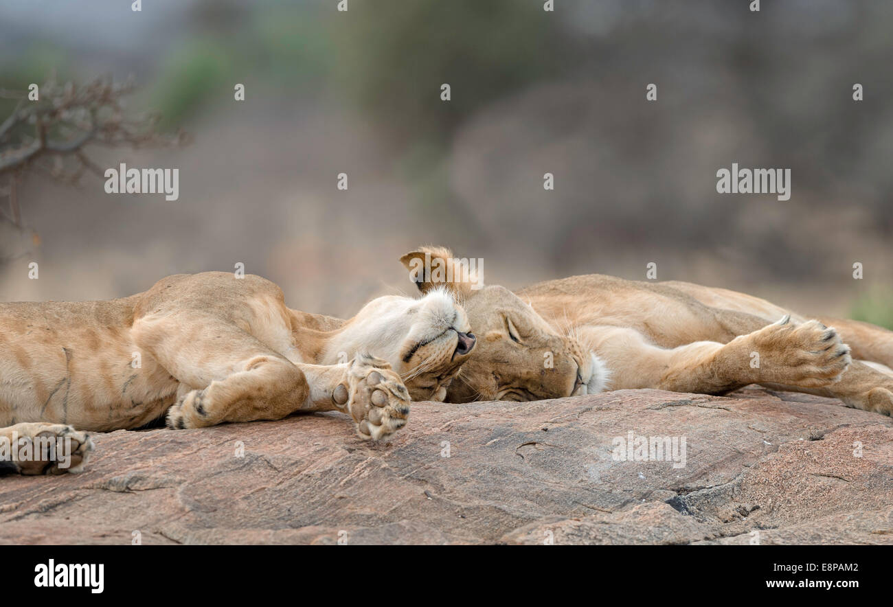 Two female lionesses taking a break from parenting Stock Photo