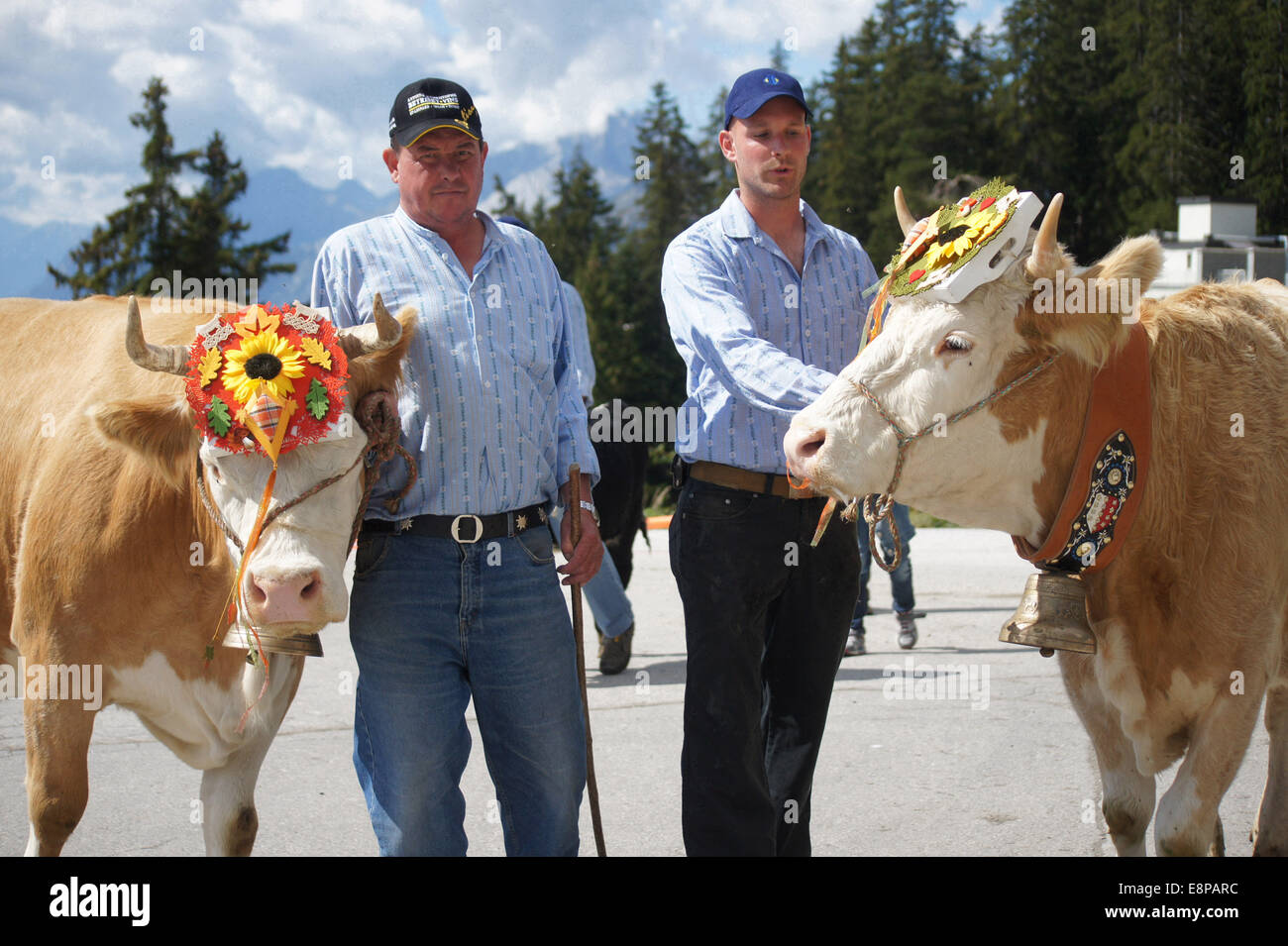 Ceremonial diving down of cows from the mountain in CransMontana Switzerland. Owner and herdsmen with decorated Simmentaler cattle. Stock Photo