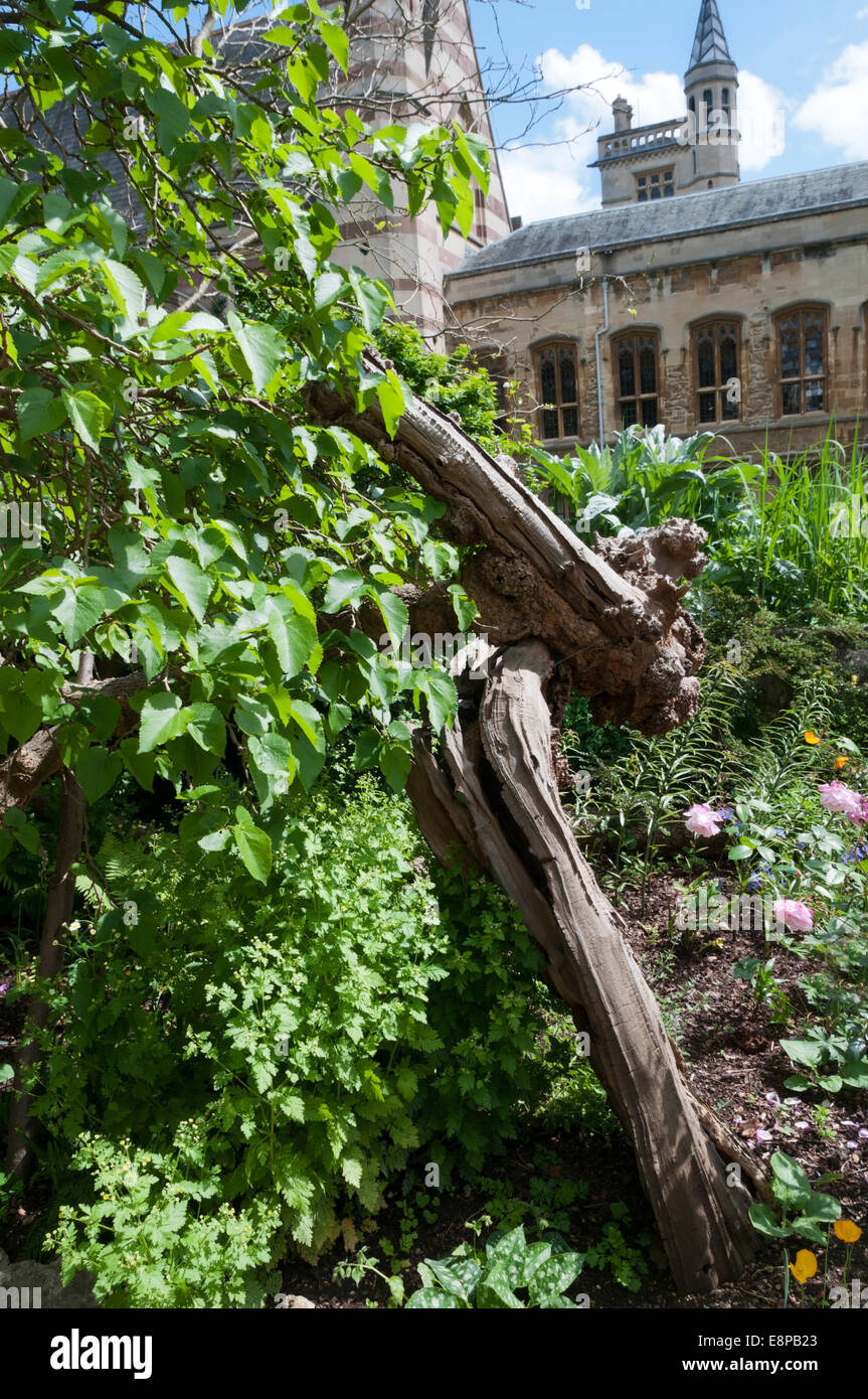 The 400 year old Black Mulberry tree (Morus nigra) in the grounds of Balliol College, Oxford. Stock Photo