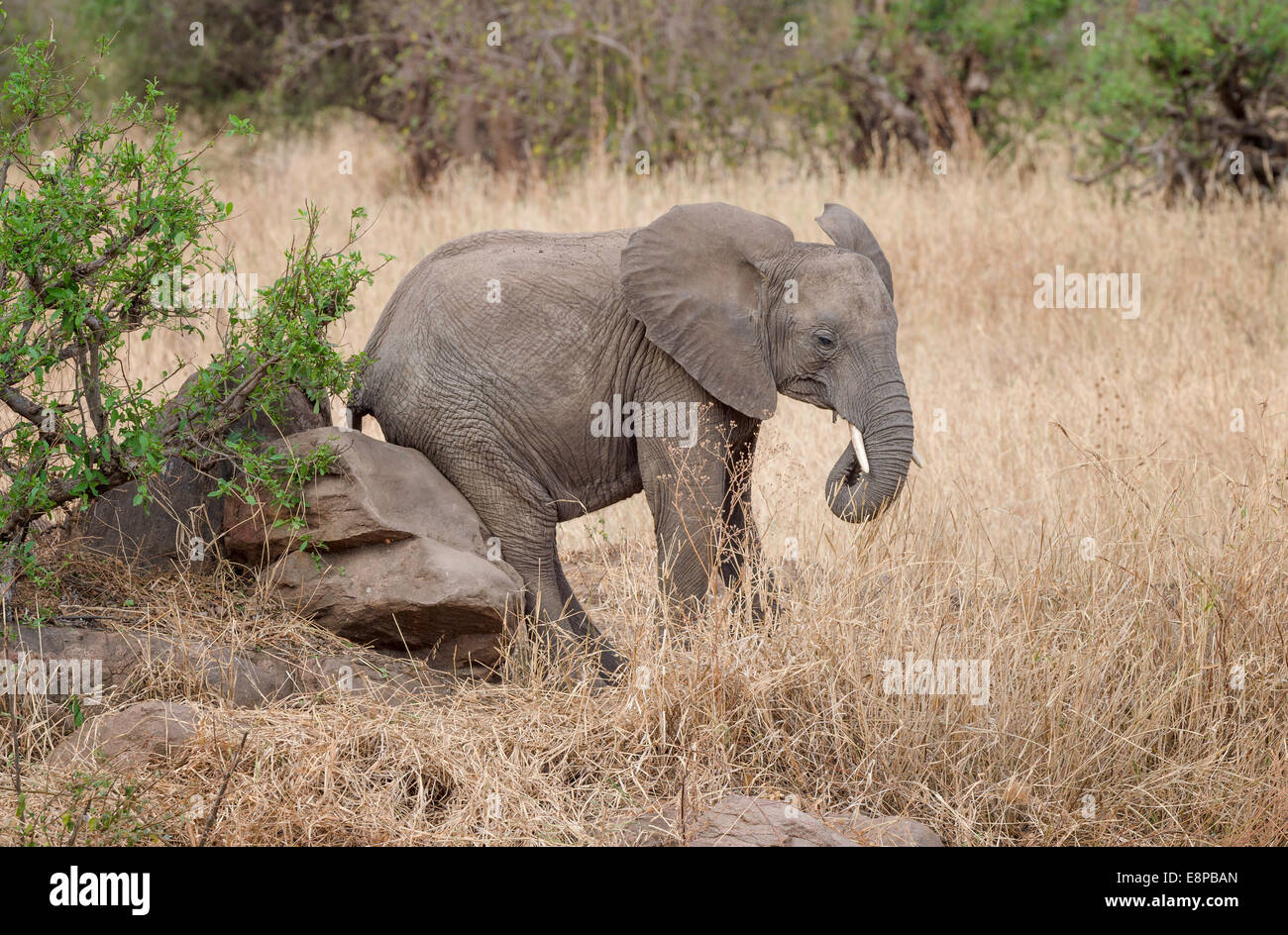 Baby elephant sitting on a rock Stock Photo
