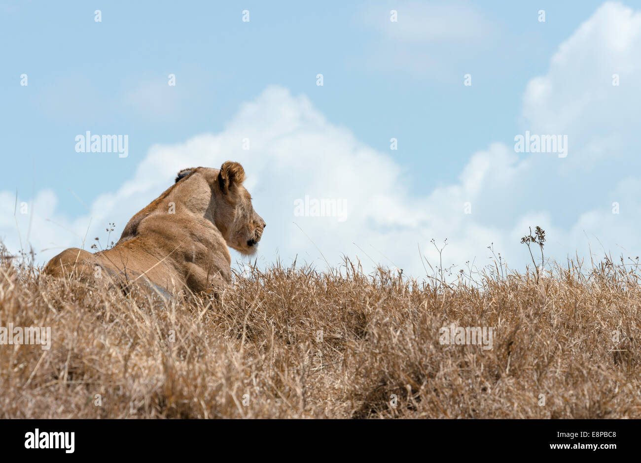 Lioness gazing out from a hilltop with blue sky and clouds in the background Stock Photo