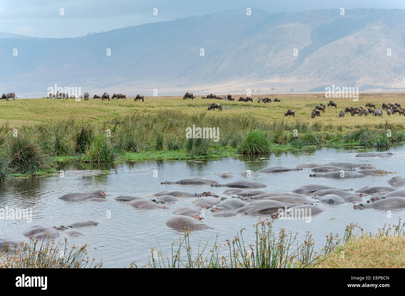 Large populated hippo pond with Wildebeests in the background Stock Photo