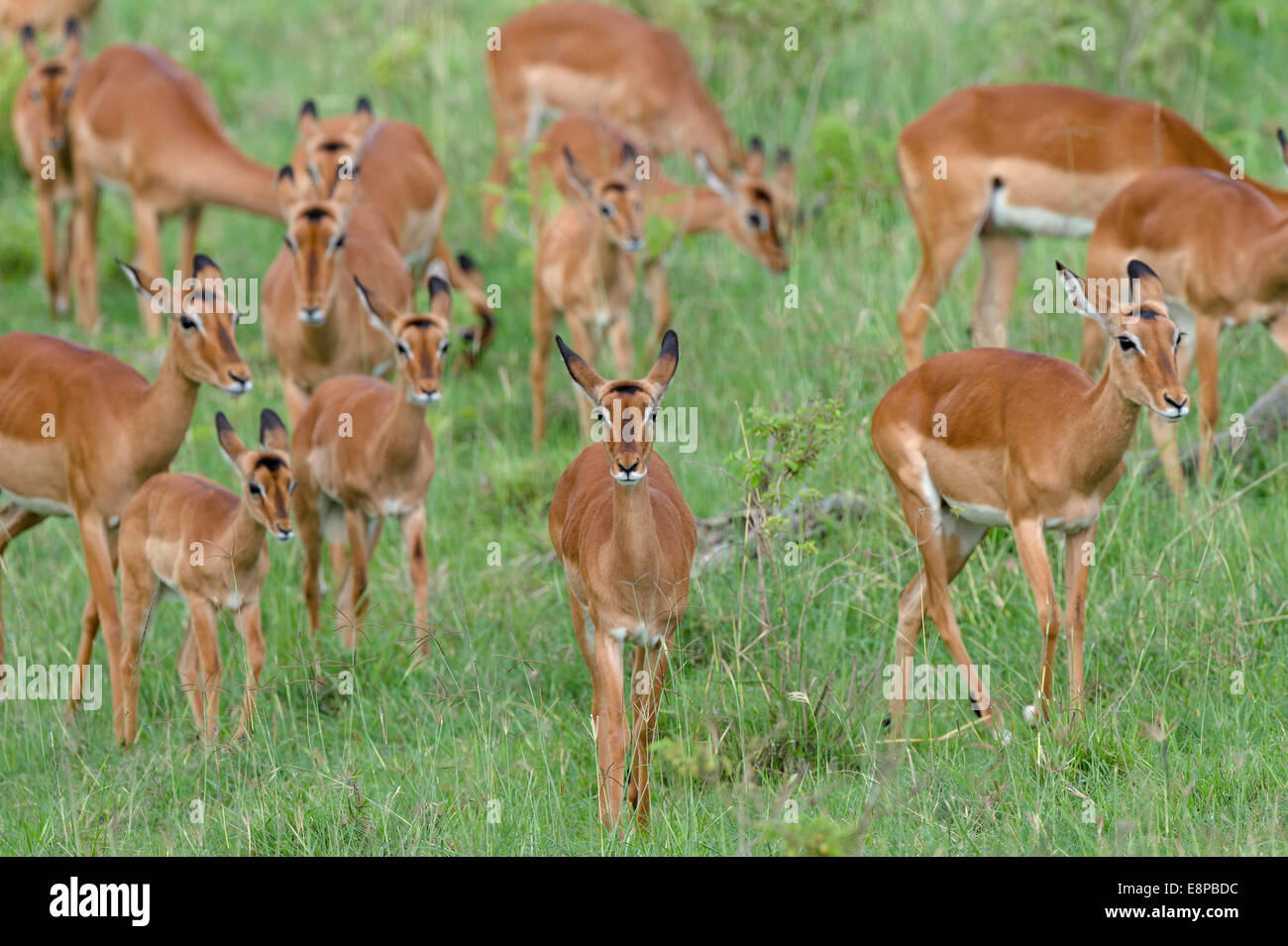 A herd of Impalas grazing in green grass Stock Photo