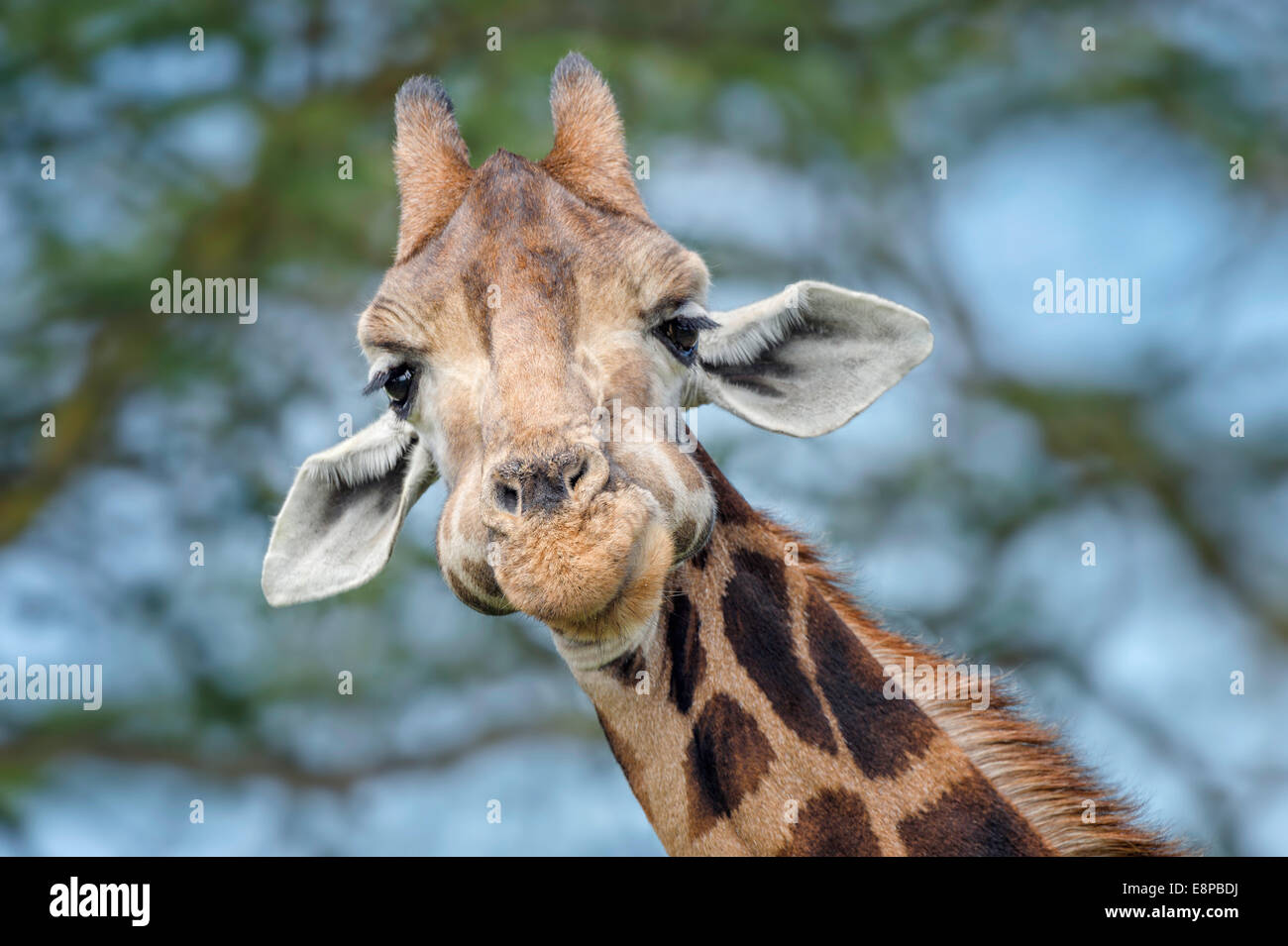 Goofy giraffe looking down and into camera Stock Photo