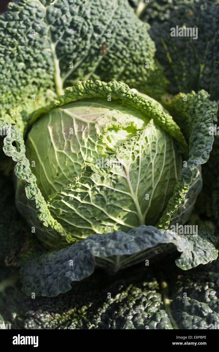 Cabbage 'Samantha'. Savoy cabbage in the vegetable garden. Stock Photo