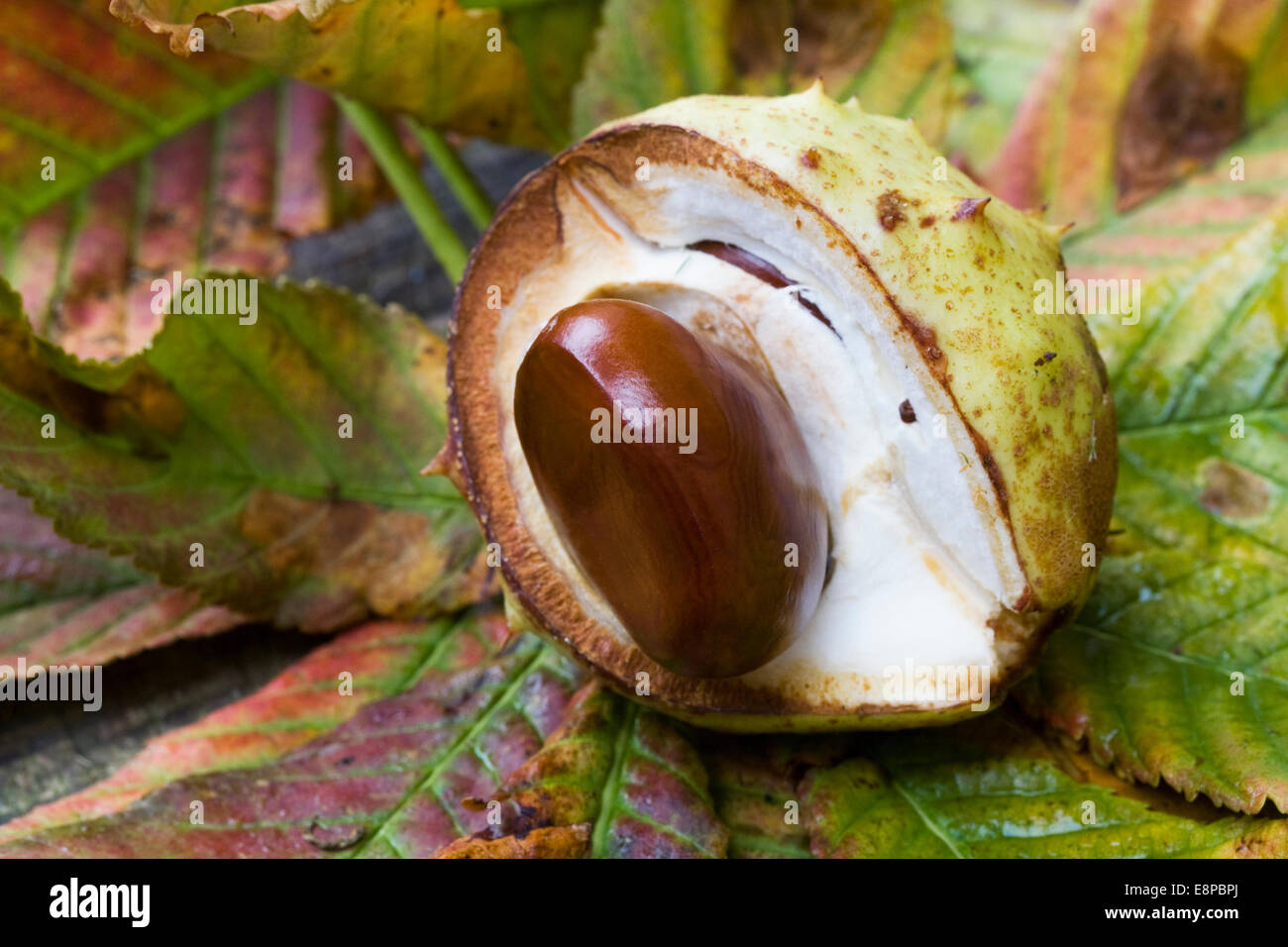 Aesculus hippocastanum. A single conker. Stock Photo