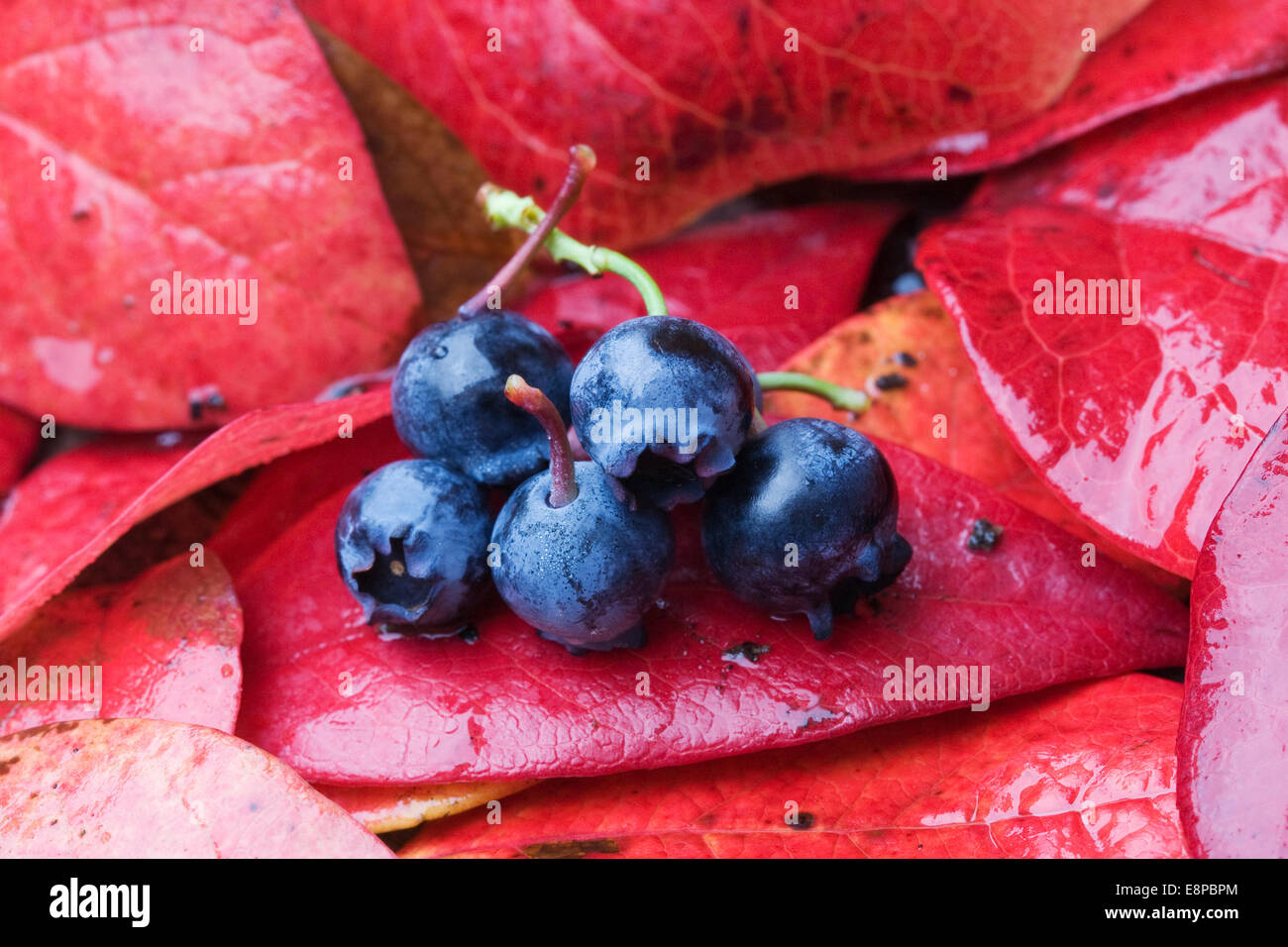 Vaccinium corymbosum. Last of summer blueberry crop on Autumn leaves. Stock Photo