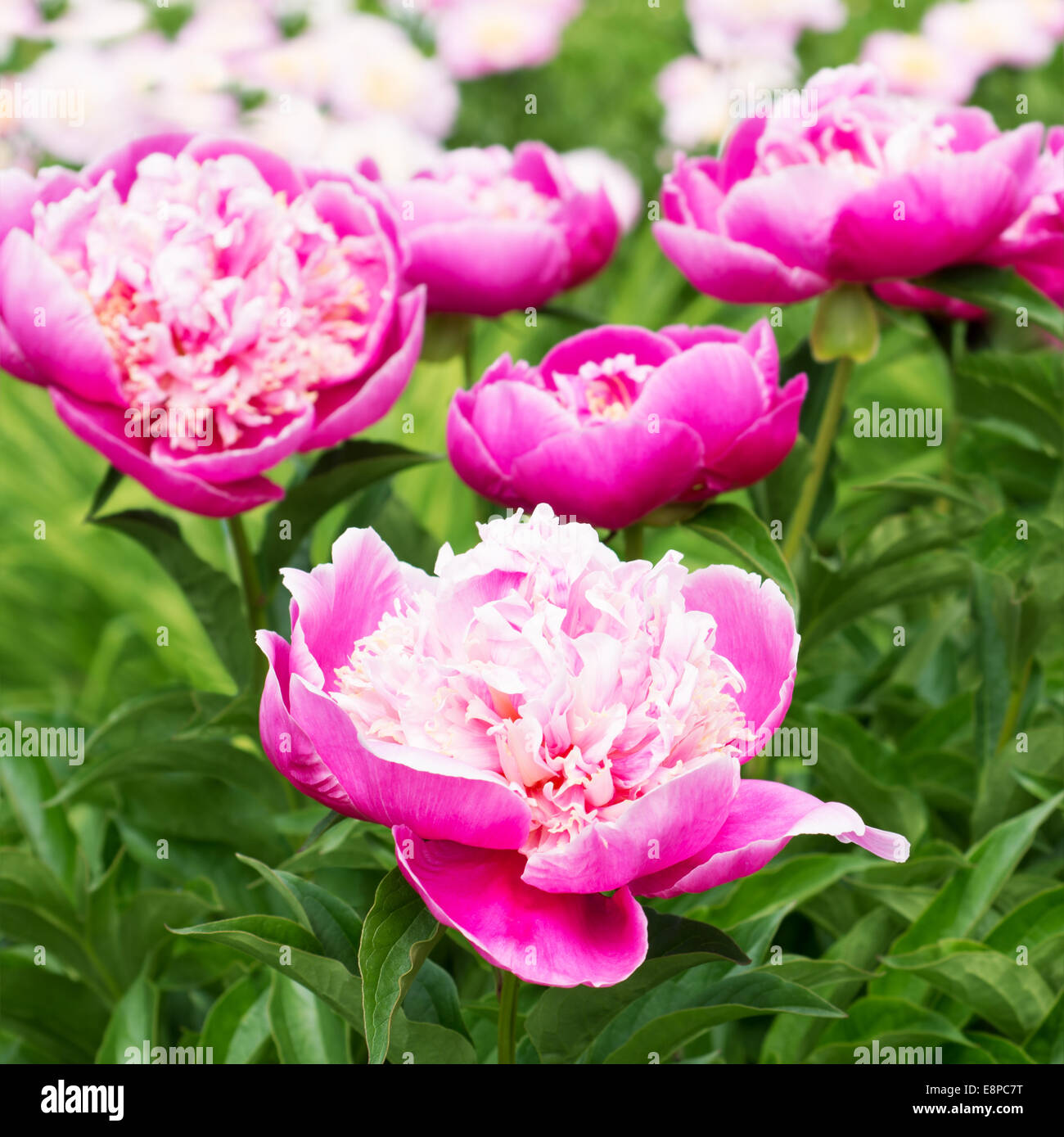 Pink peony flowers in the garden Stock Photo - Alamy