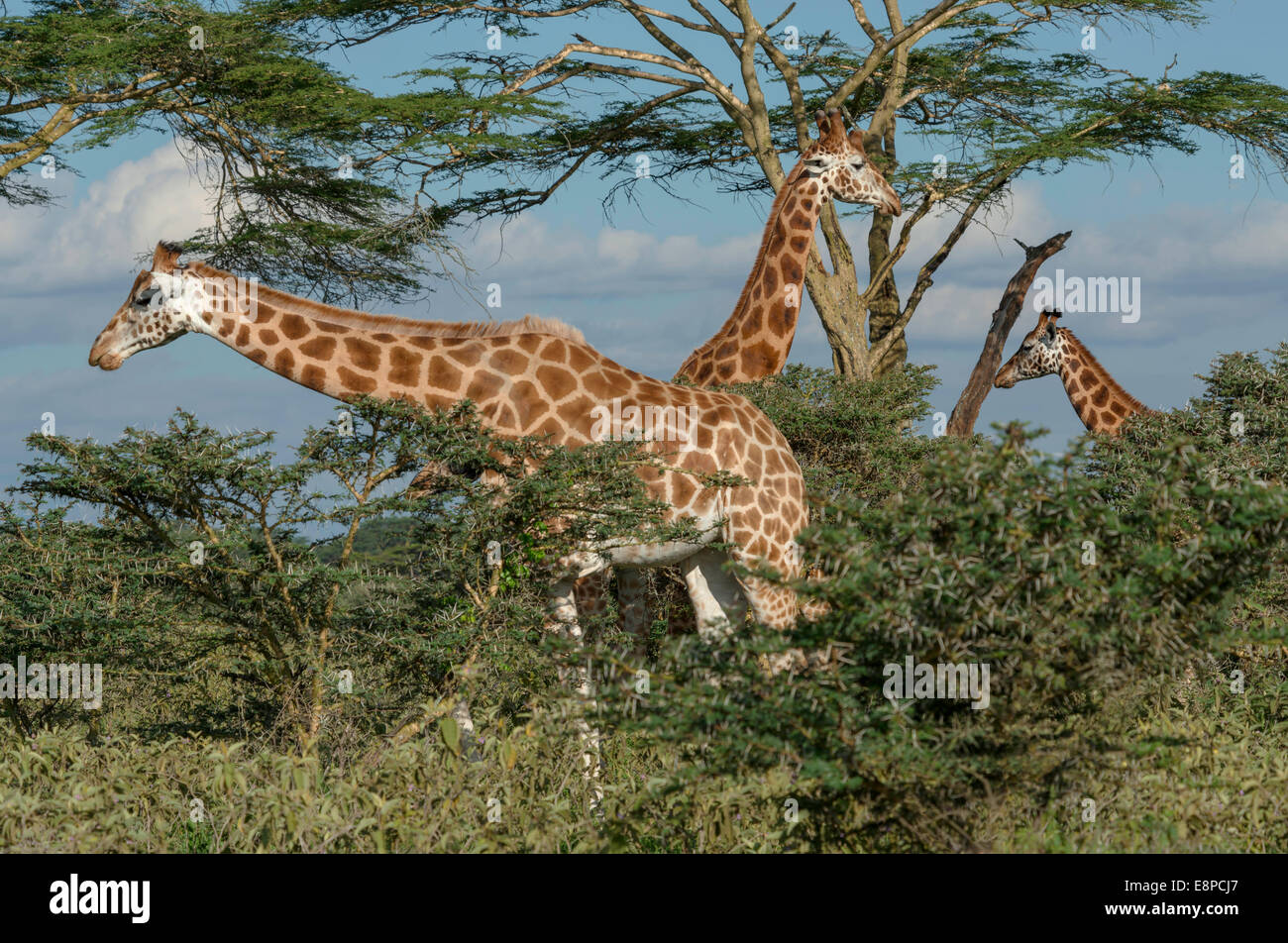 Three Rothschild's Giraffes browsing on Acacia trees Stock Photo