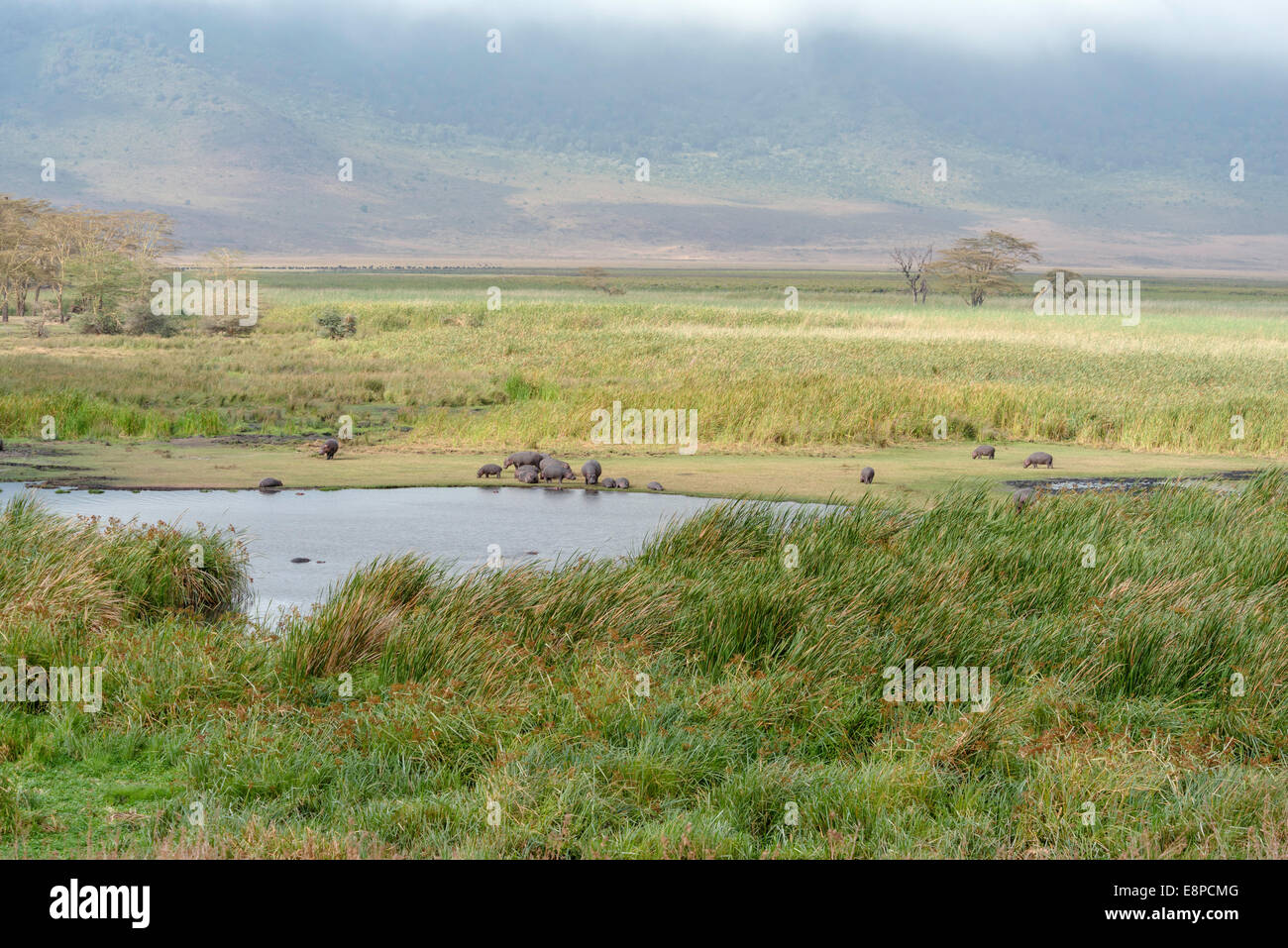 View down in the Ngorongoro Crater overlooking a hippo pond with the lip of the crater in the background Stock Photo