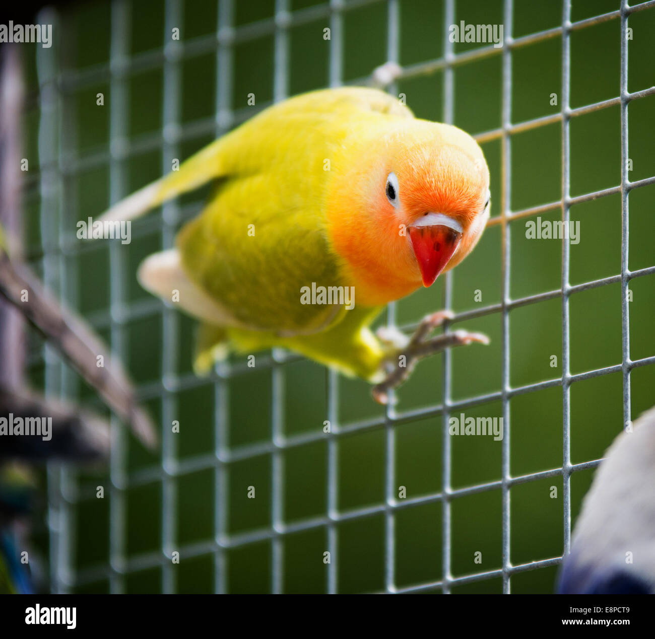 Lovebird parrot Stock Photo