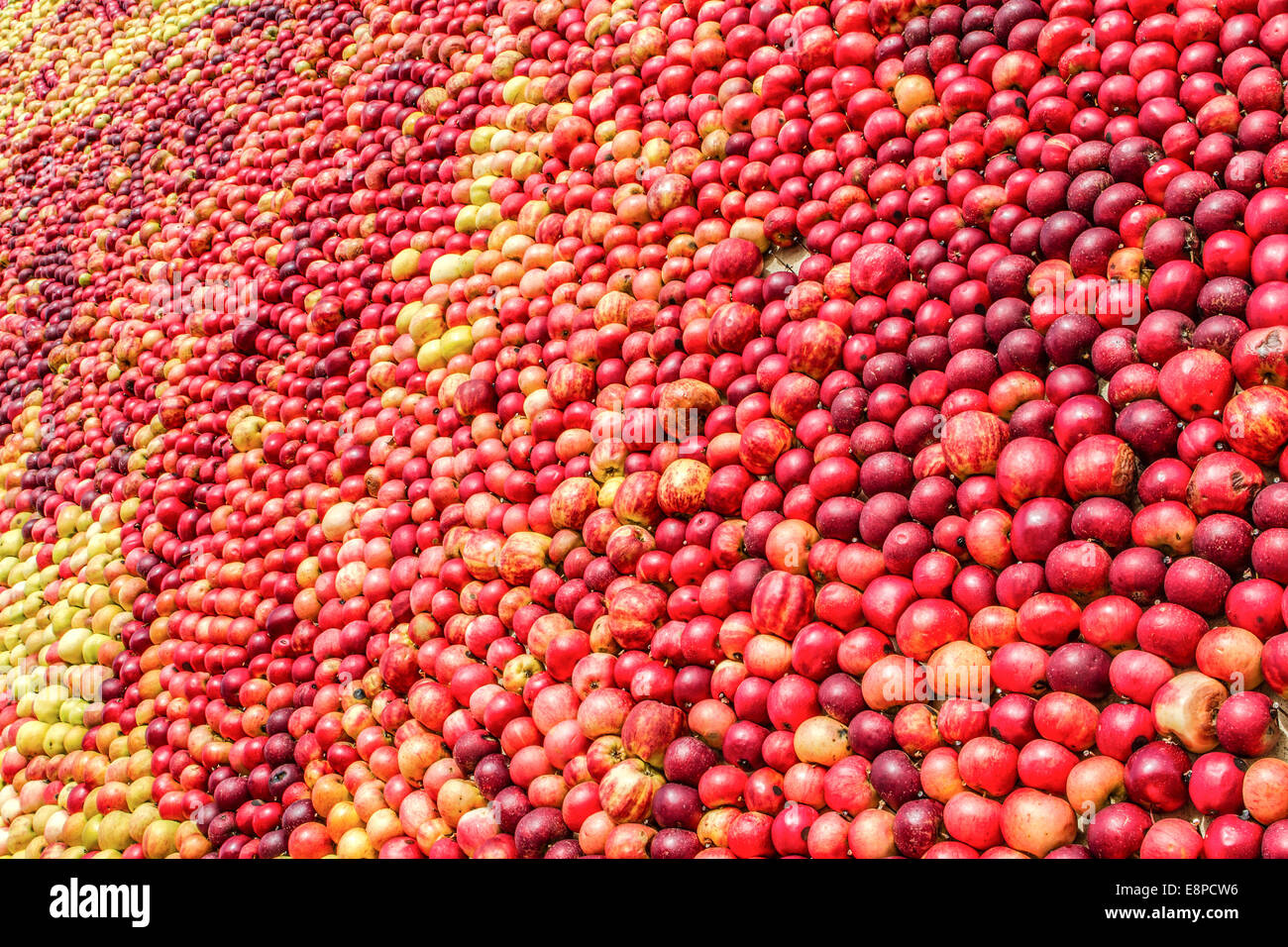 Large quantity of apples in mixed colors, arranged in a pattern Stock