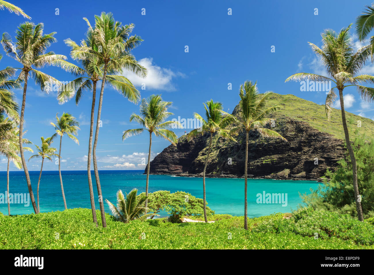 Oahu palm trees blue sky hires stock photography and images Alamy