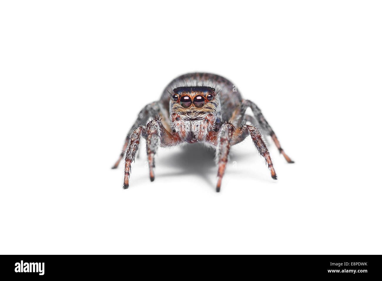 Jumping spider isolated on white Stock Photo