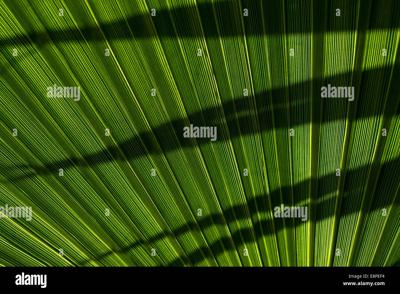 Palm leaves hi-res stock photography and images - Alamy