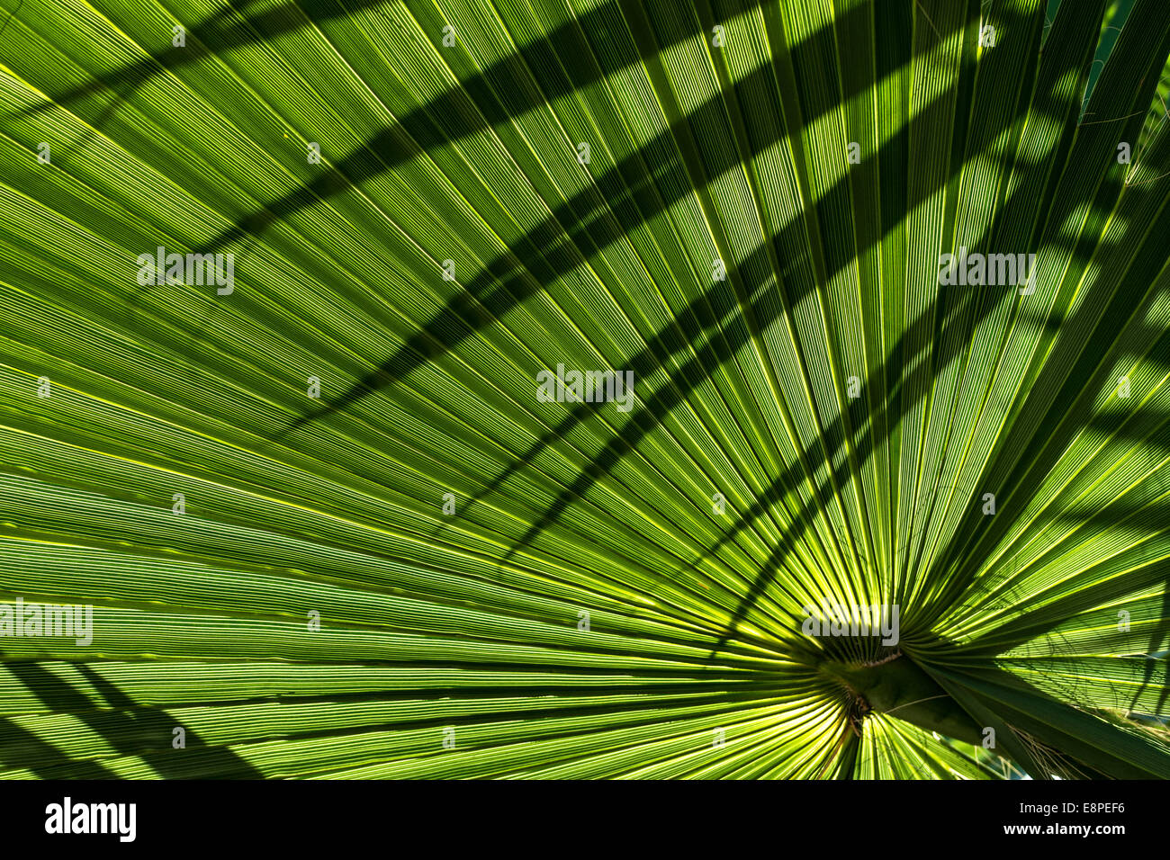Green palm leaves shadow hi-res stock photography and images - Alamy