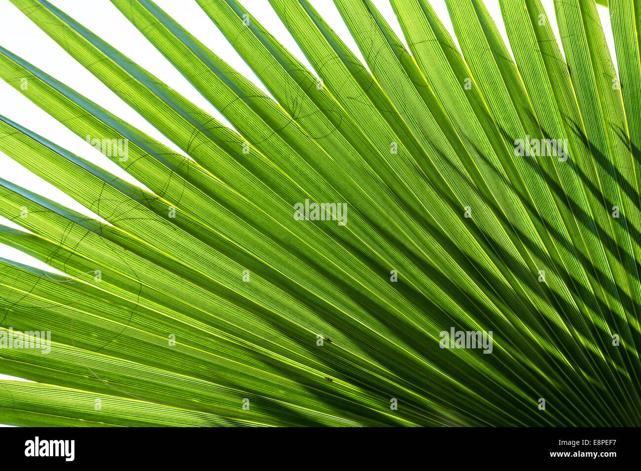 Green palm leaves shadow hi-res stock photography and images - Alamy
