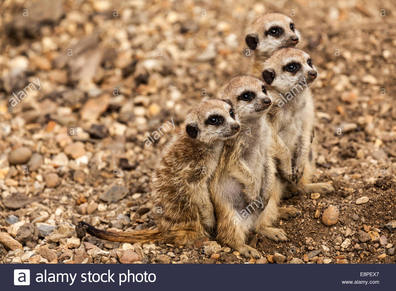 Baby Meerkat Stock Photos & Baby Meerkat Stock Images - Alamy