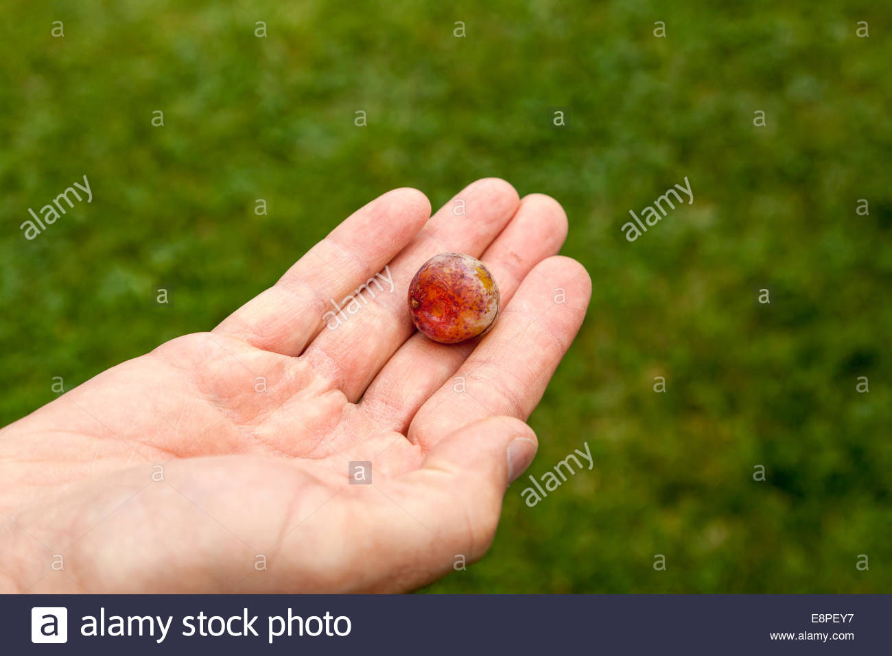 Plum Variety High Resolution Stock Photography and Images - Alamy