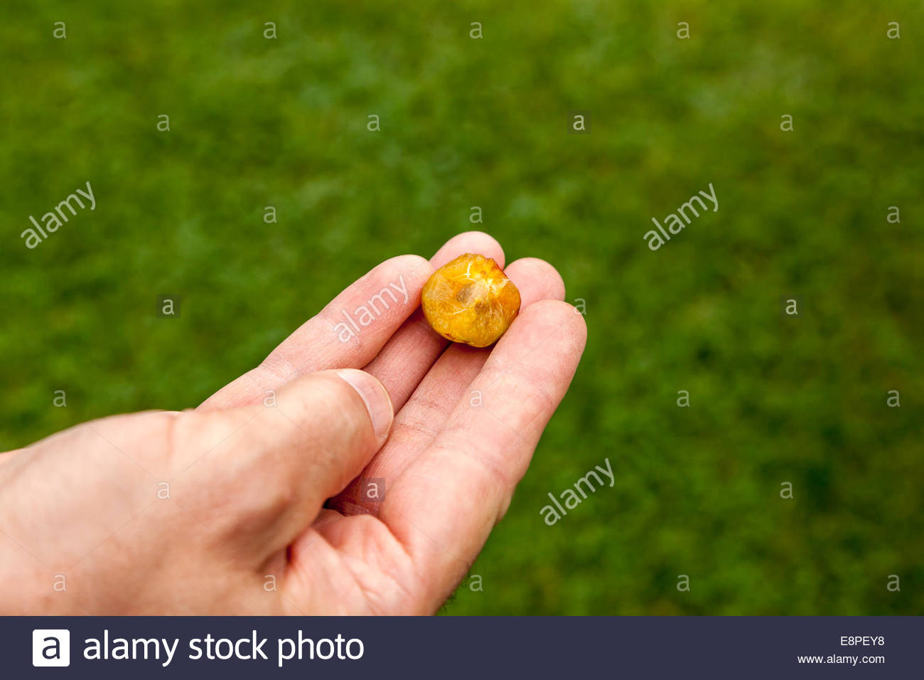 Plum Variety High Resolution Stock Photography and Images - Alamy