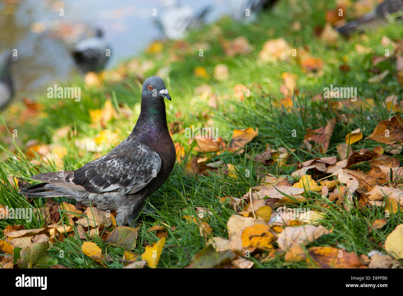 Pigeons in autumn scenery Stock Photo