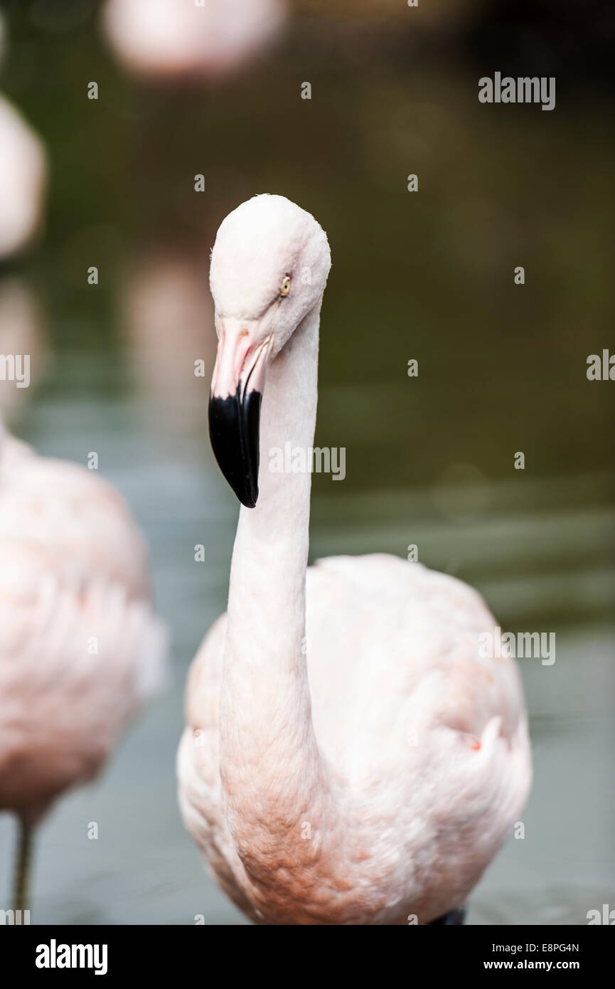 A Chilean Flamingo Stock Photo