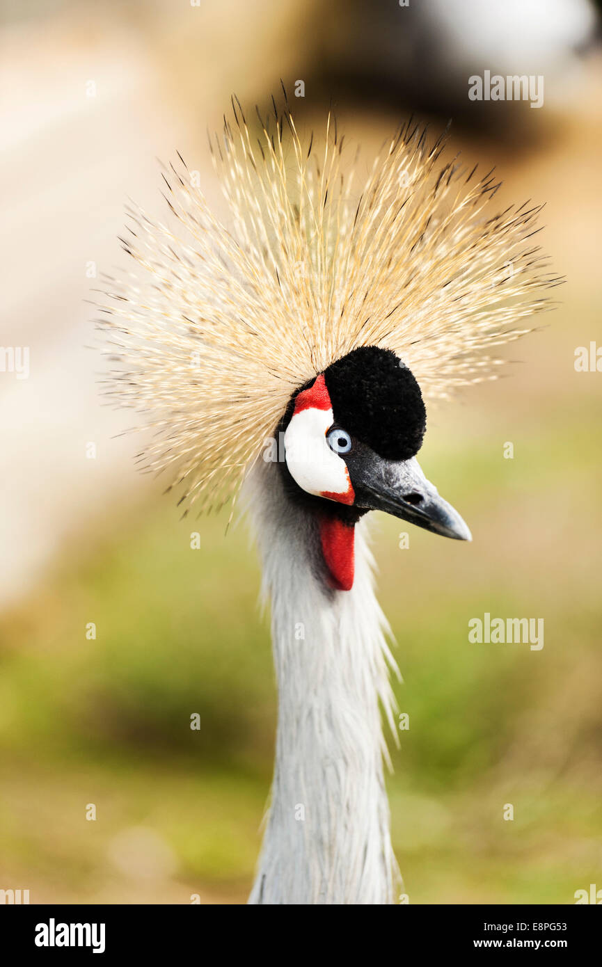 An East African Crested (Crowned) Crane Stock Photo