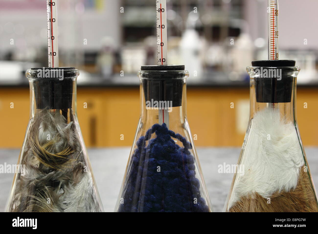 Laboratory experiment the best insulation between the feathers, fur