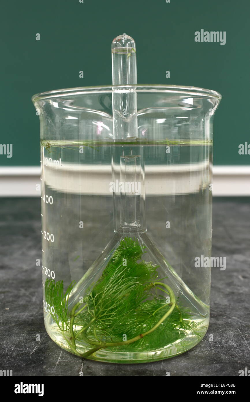Photosynthesis experiment hires stock photography and images Alamy