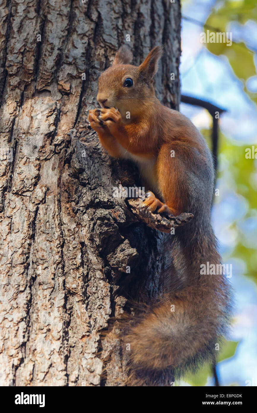 Squirrel gnawing nuts sitting on a tree Stock Photo - Alamy