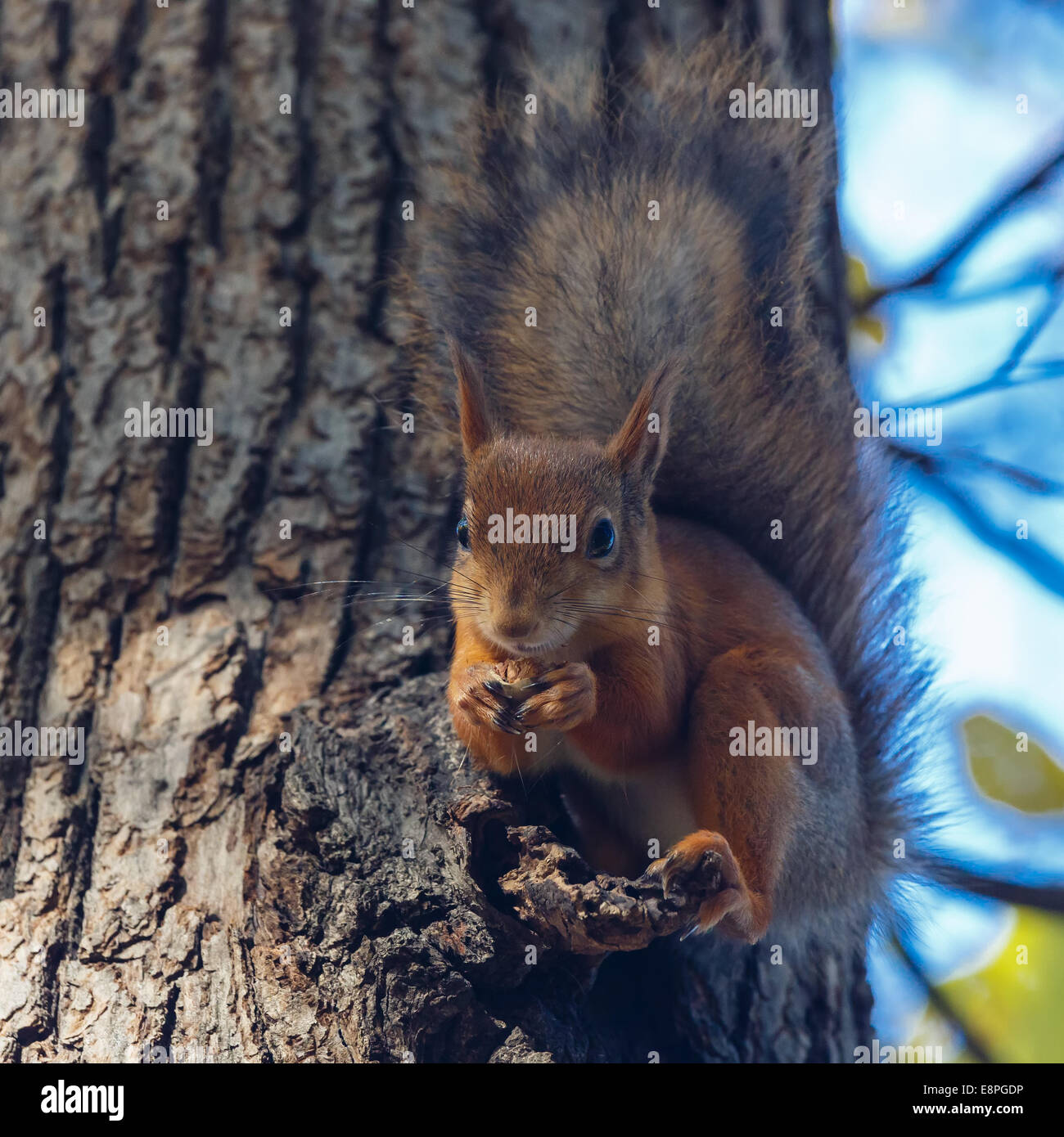 Squirrel gnawing nuts sitting on a tree Stock Photo - Alamy