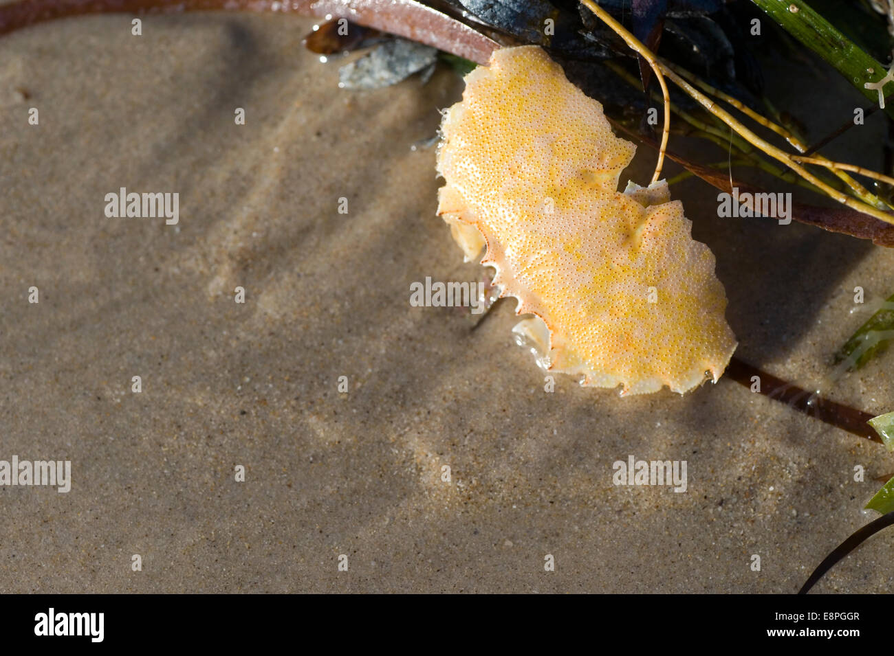 crab carapace on beach Stock Photo