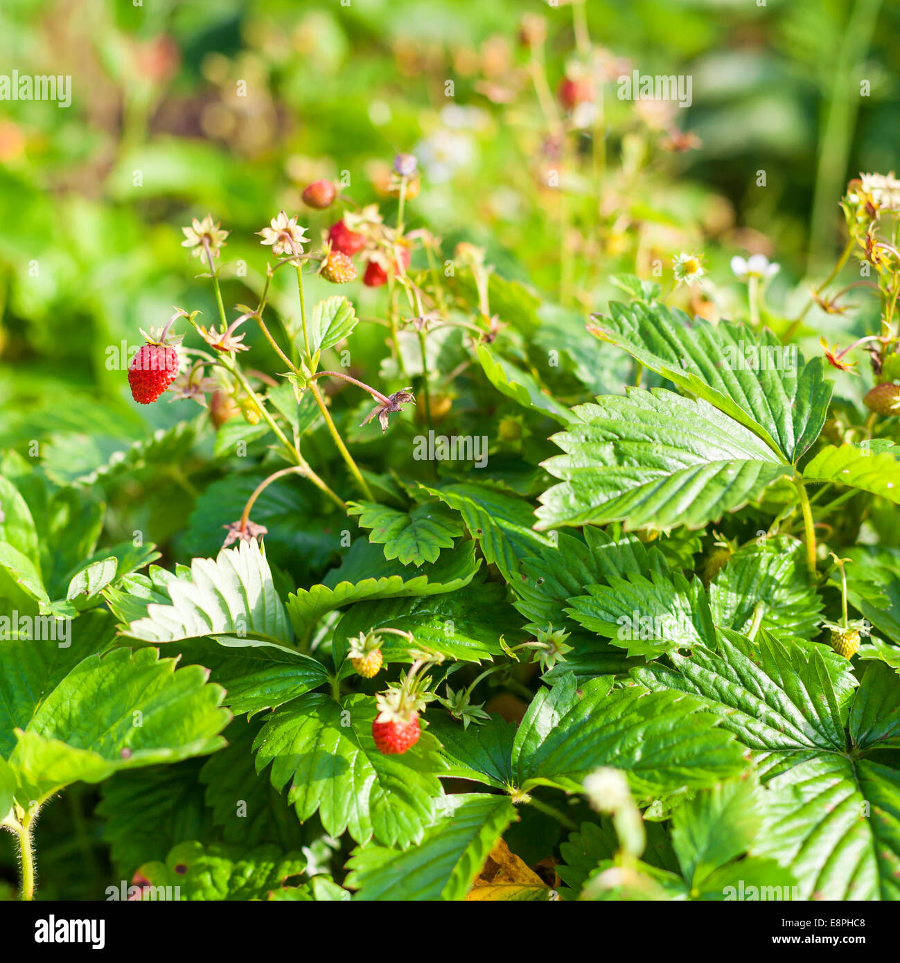 Wild strawberry in the garden, closeup Stock Photo - Alamy