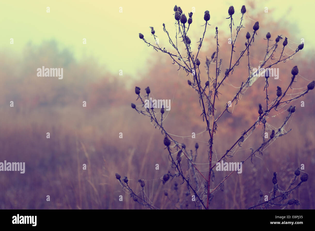 Misty morning on a rural glade Stock Photo