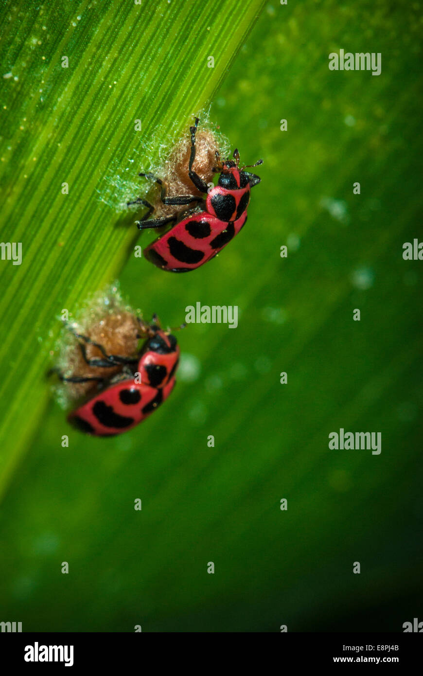 Two ladybirds (Coleomegilla maculata) on top of a parasitoid cocoon (Dinocampus coccinellae) as seen on a leaf in a cornfield. Stock Photo