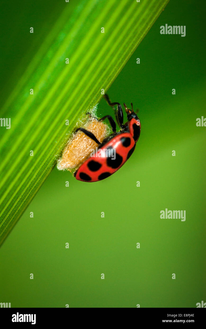 A ladybird (Coleomegilla maculata) on top of a parasitoid cocoon (Dinocampus coccinellae) as seen on a leaf in a cornfield. Stock Photo