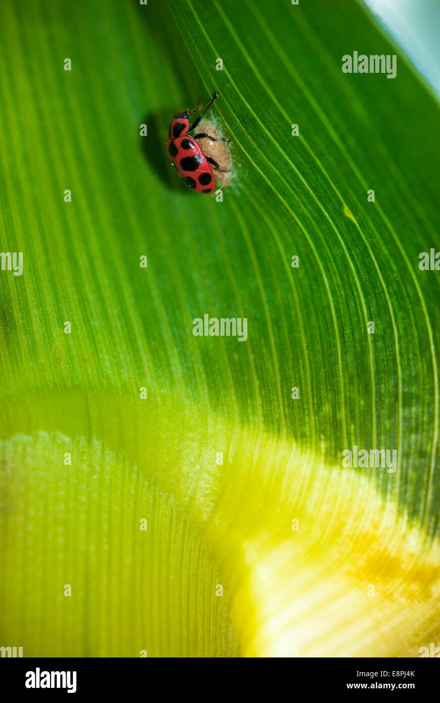 A ladybird (Coleomegilla maculata) on top of a parasitoid cocoon (Dinocampus coccinellae) as seen on a leaf in a cornfield. Stock Photo
