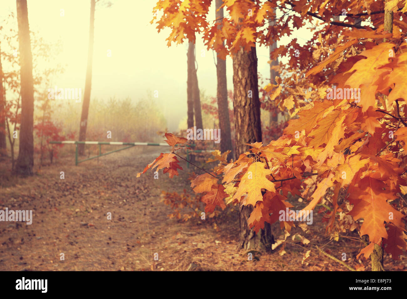 Colorful beautiful autumn in the forest Stock Photo - Alamy