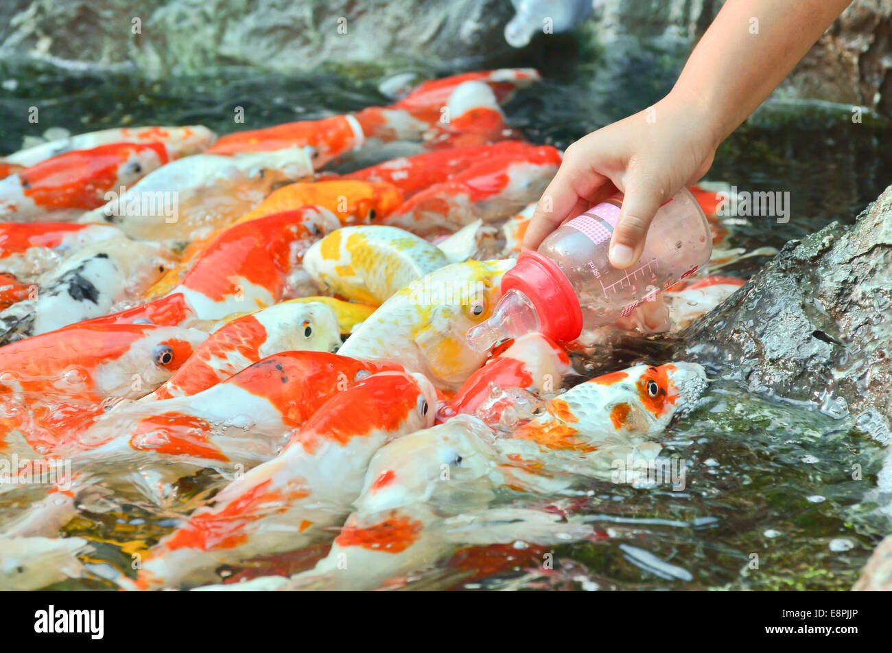 Feeding carp by hand Stock Photo Alamy