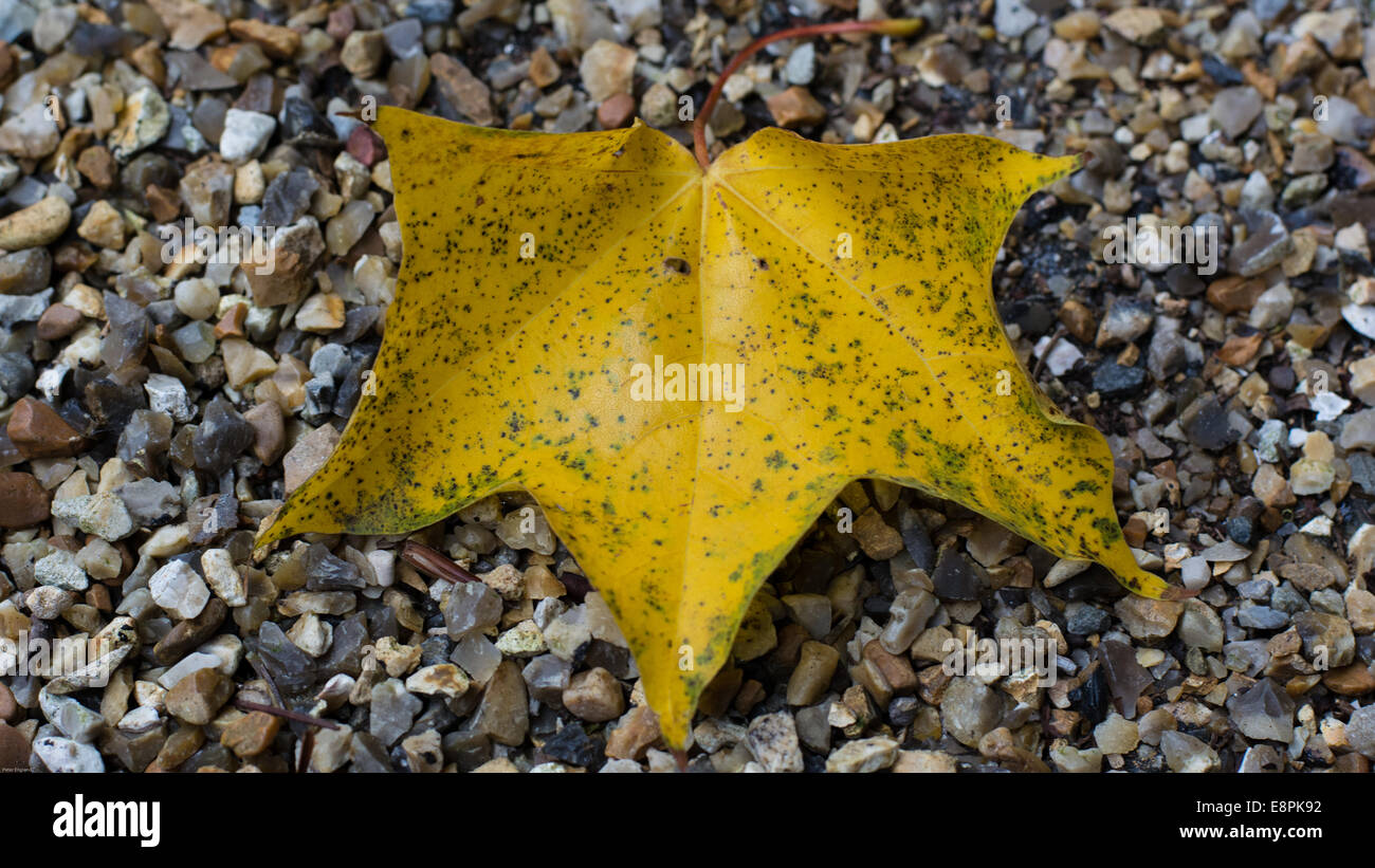 Yellow Leaf on Mixed Coloured Gravel Stock Photo