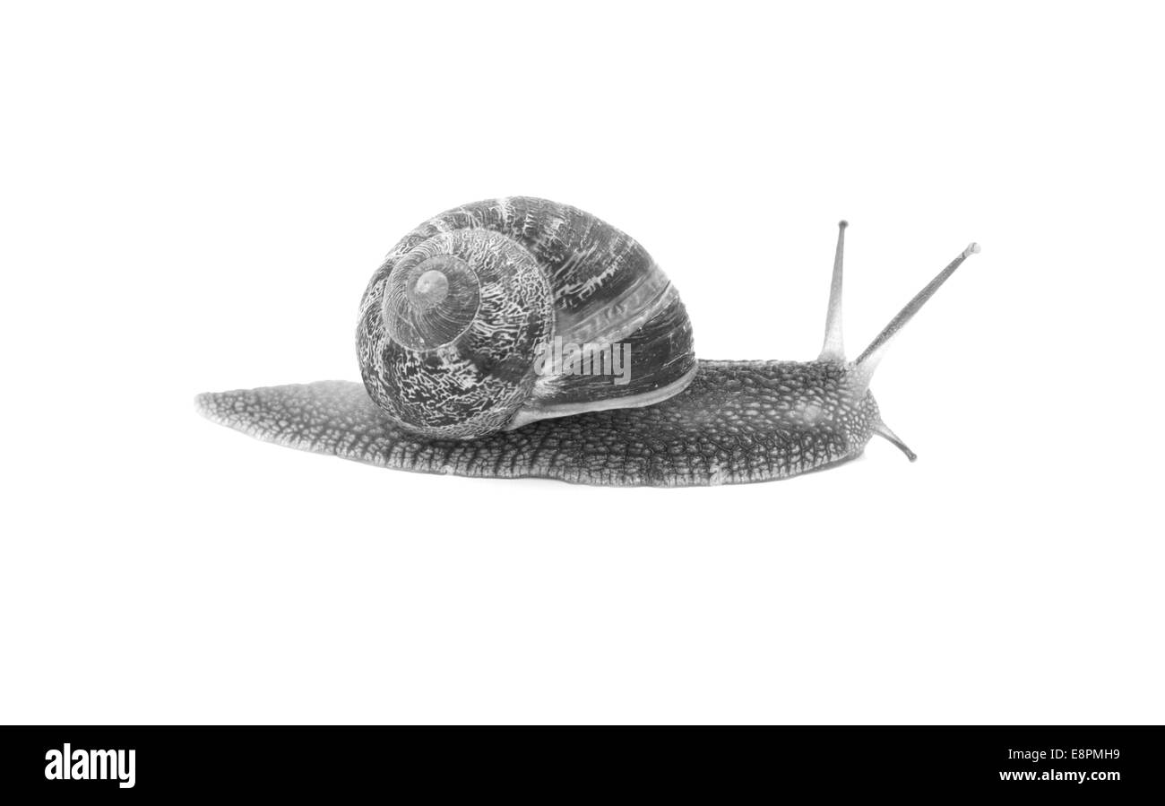Profile of garden snail with boldly striped shell, isolated on a white background - monochrome processing Stock Photo