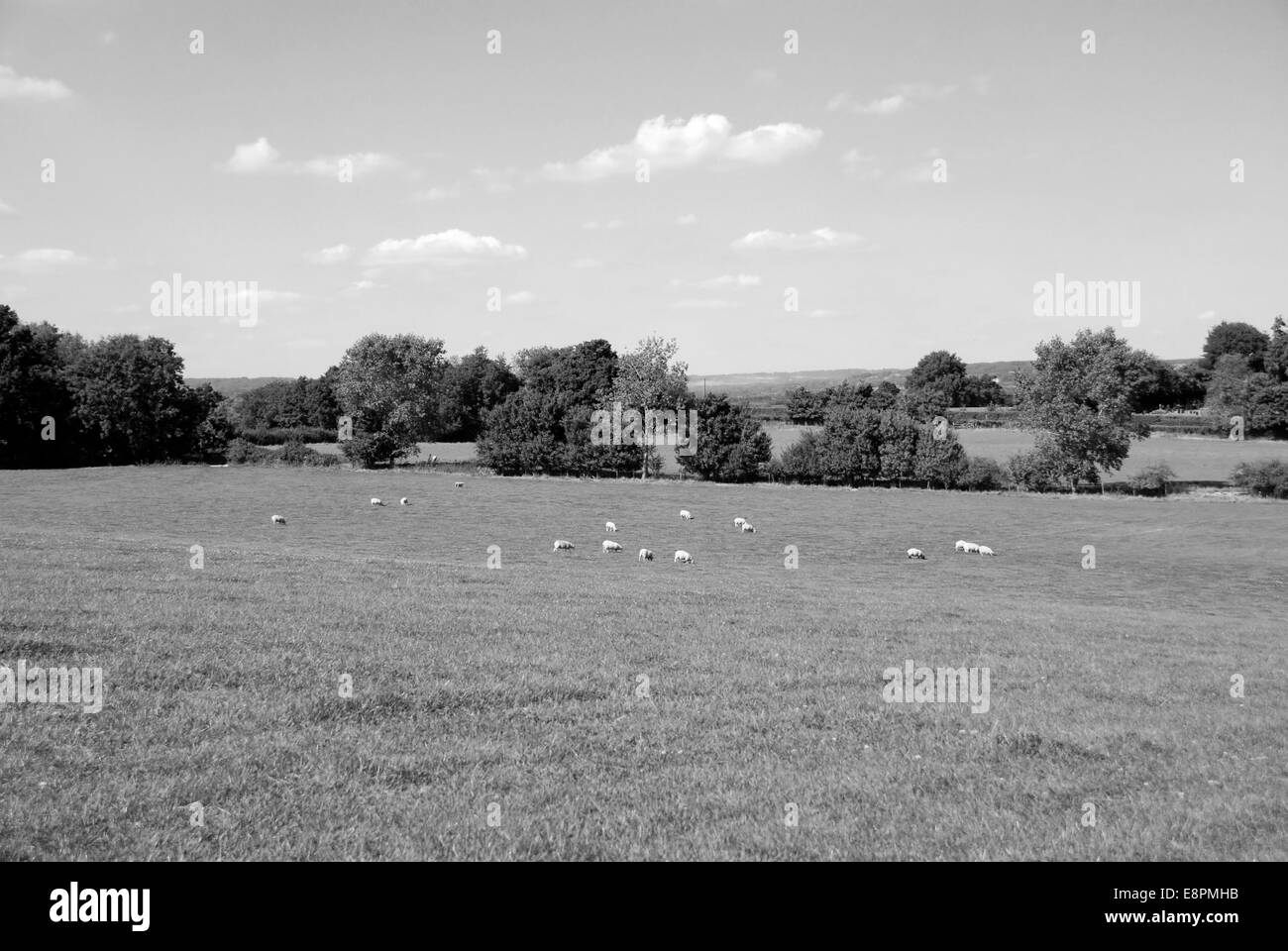 Flock of sheep grazing in the English countryside - monochrome processing Stock Photo