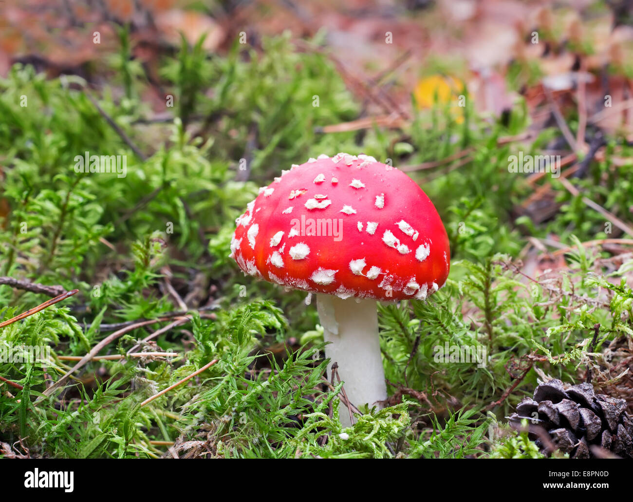 Among the green of the moss and fallen leaves grow beautiful red mushroom toadstool. Stock Photo
