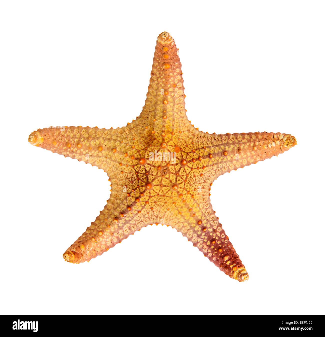 Starfish Cut Out Stock Images & Pictures Alamy