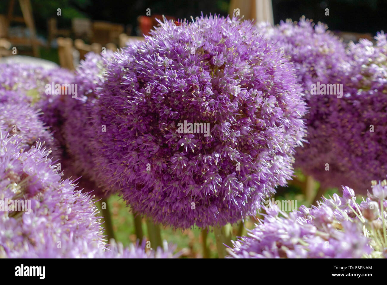 Flower of a decorative onion Allium nigrum Stock Photo